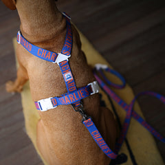 Trip Harness Blue