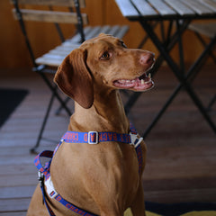 Trip Harness Blue