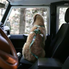 Trip Seat Belt Green