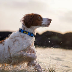 DeWater Waterproof Collar Blue