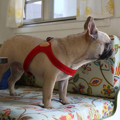 Buckle-Up Easy Harness Red