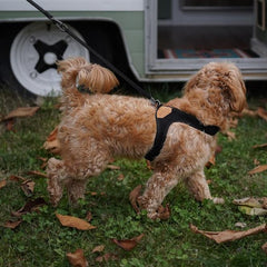 Adjustable Easy Harness Black