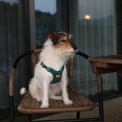 Comfort Harness Green