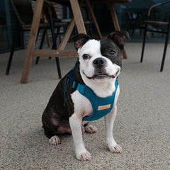 Comfort Harness Blue