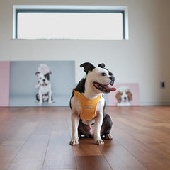 Comfort Harness Yellow