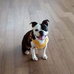 Comfort Harness Yellow