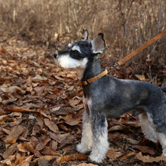 Easy Collar Brown