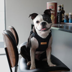 Comfort Harness Black