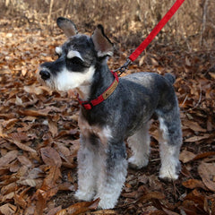 Easy Collar Red