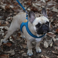 Buckle-Up Easy Harness Blue