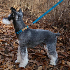 Easy Leash Blue