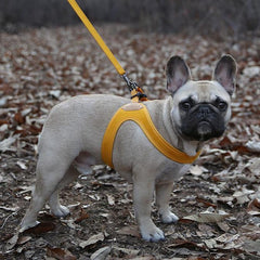 Buckle-Up Easy Harness Yellow