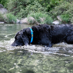 DeWater Waterproof Collar Blue