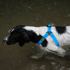 DeWater Waterproof Harness Blue