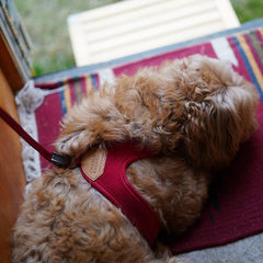 Adjustable Easy Harness Red