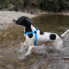 DeWater Waterproof Harness Blue