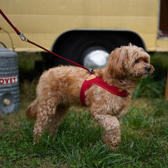 Adjustable Easy Harness Red