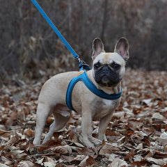 Buckle-Up Easy Harness Blue