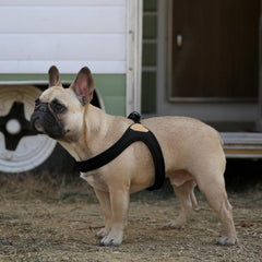 Buckle-Up Easy Harness Black