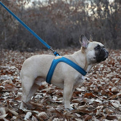 Buckle-Up Easy Harness Blue