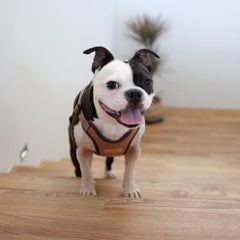 Comfort Harness Brown