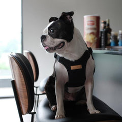 Comfort Harness Black