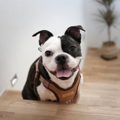 Comfort Harness Brown