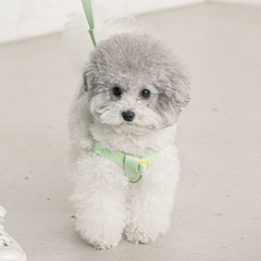 Candy Crayon Harness - Light Green