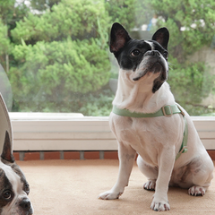 HOWLGO Adjustable Harness Green