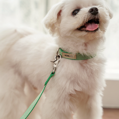 HOWLGO Leash Green