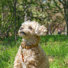 Adventure Collar Dunk