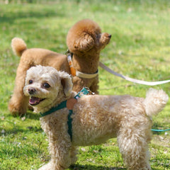 Adventure Harness Birdie