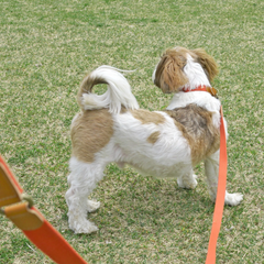 Adventure Collar Mars