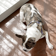 HOWLGO Adjustable Harness Blue