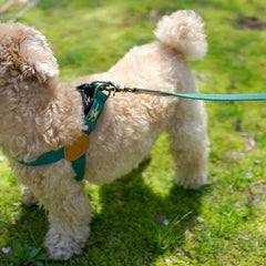 Adventure Leash Birdie