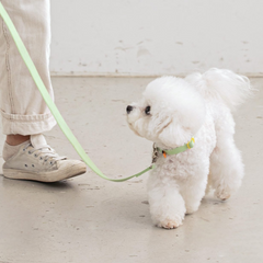 Candy Crayon Leash - Light Green