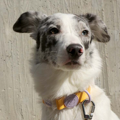 Macaron Waterproof Collar - Honey Yellow