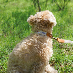 Adventure Collar Dunk