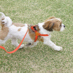 Adventure Leash Mars