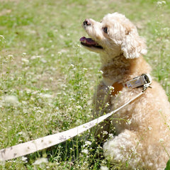 Adventure Leash Dunk