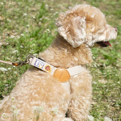 Adventure Harness Dunk