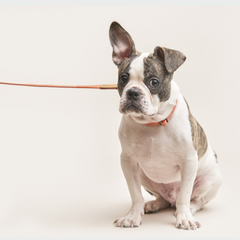 We Are Tight Ribbon Leash Cherry Twizzle