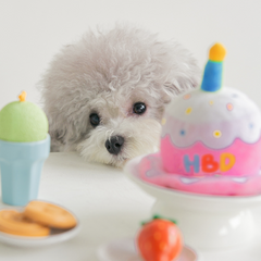 Happy Birthday Cake Hat Dog Toy