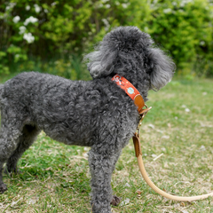 Adventure Collar Mars