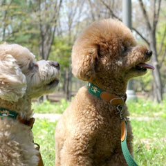 Adventure Collar Birdie