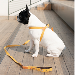 Adventure Leash Sahara