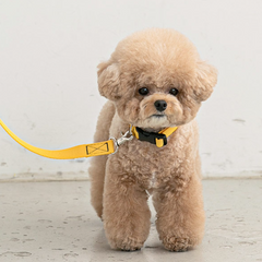 Candy Crayon Leash - Yellow