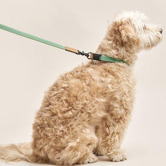 We Are Tight Ribbon Leash Palm Tree