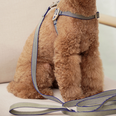 HOWLGO Leash Blue