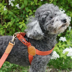 Adventure Harness Mars